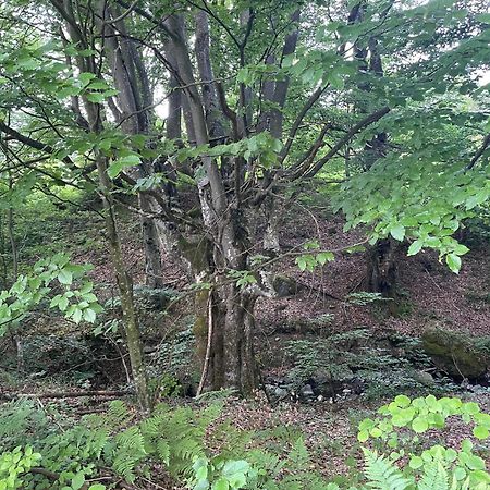 Соколів Камінь Novoselitsa  Buitenkant foto