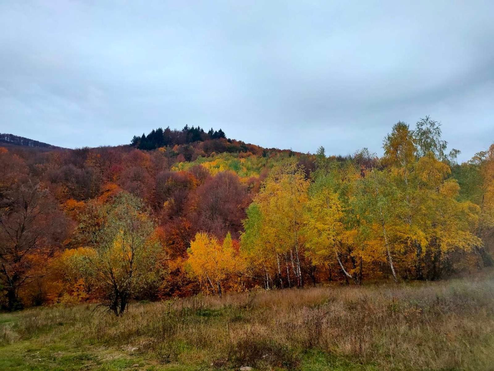 Соколів Камінь Novoselitsa  Buitenkant foto