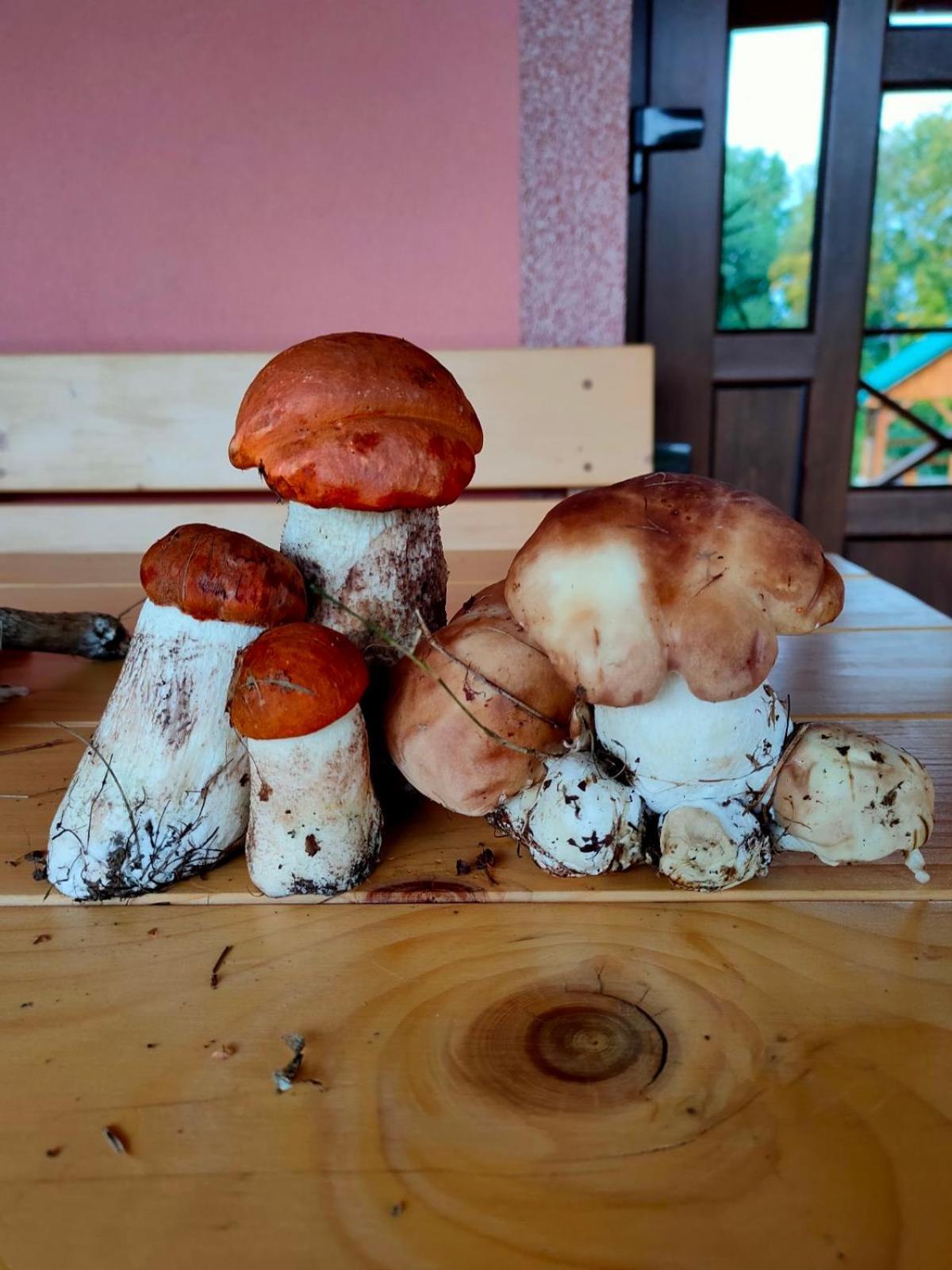 Соколів Камінь Novoselitsa  Buitenkant foto