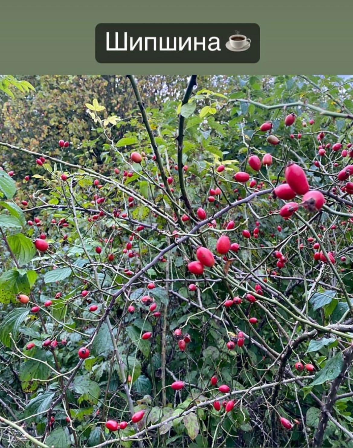Соколів Камінь Novoselitsa  Buitenkant foto